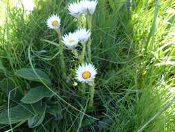 Image of Helichrysum monticola Hilliard