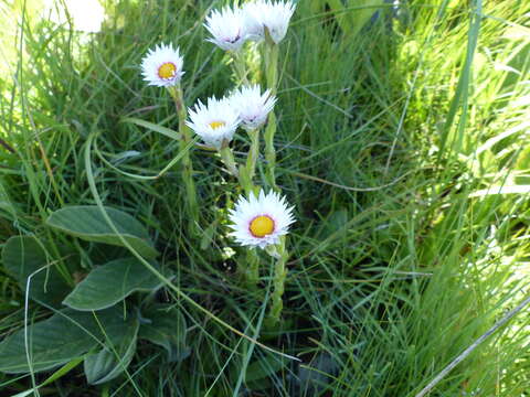 Image de Helichrysum monticola Hilliard