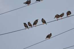 Image of Collared Myna