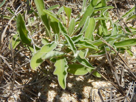 Image of Froelichia xantusii R. A. McCauley