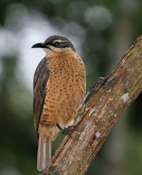 Image of Victoria's Riflebird