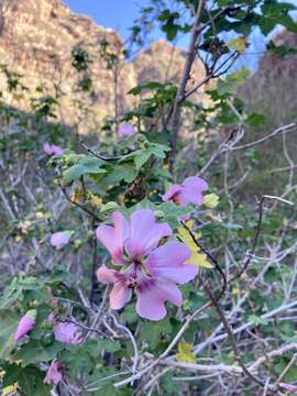 Image of Malva acerifolia (Cav.) Alef.