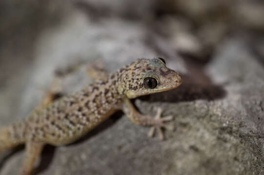 Image of Barbados Leaf-toed Gecko