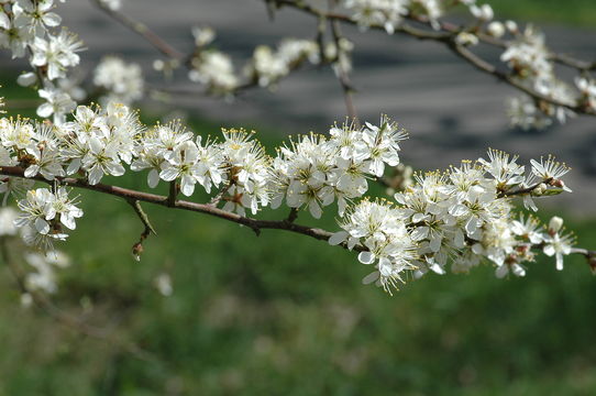 Image of sloe, blackthorn