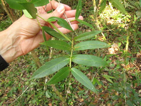 Image of Calyptranthes karlingii Standl.