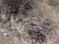 Image of redflower buckwheat