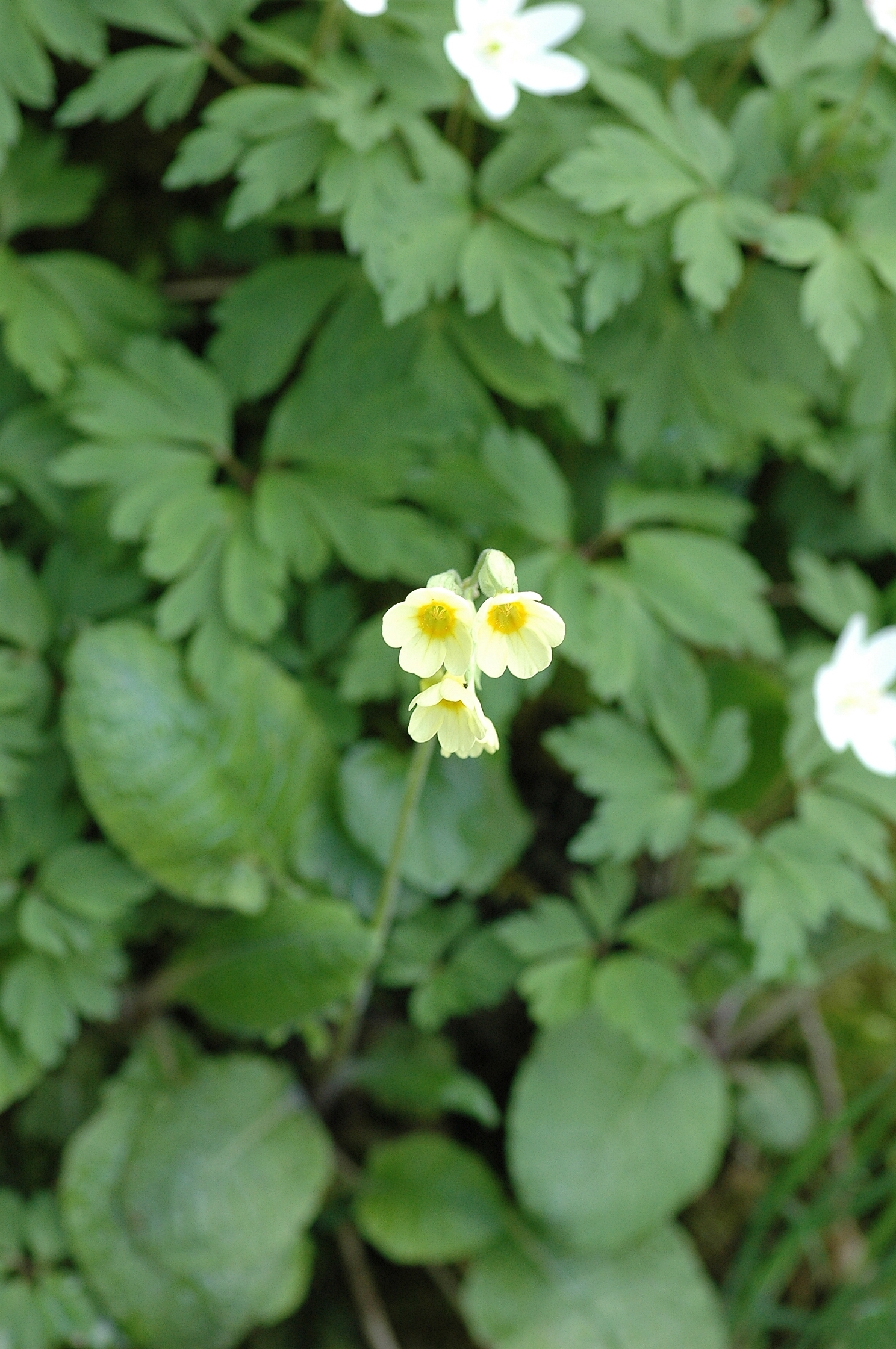 Primula elatior (rights holder: Bas Kers (NL))