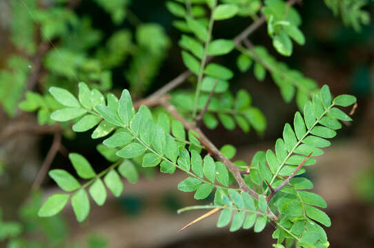 Image of Gleditsia rolfei S. Vidal