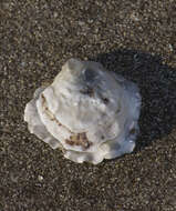 Image of Argentine flat oyster