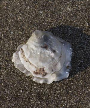 Image of Argentine flat oyster