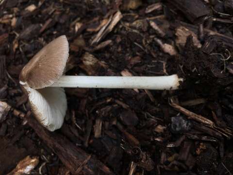 Image of Pluteus ephebeus (Fr.) Gillet 1876