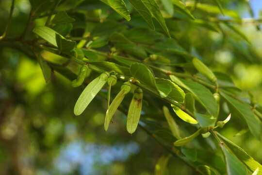 Image of Ventilago elegans Hemsl.