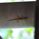 Image of Annobon Dwarf Gecko