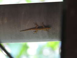 Image of Annobon Dwarf Gecko