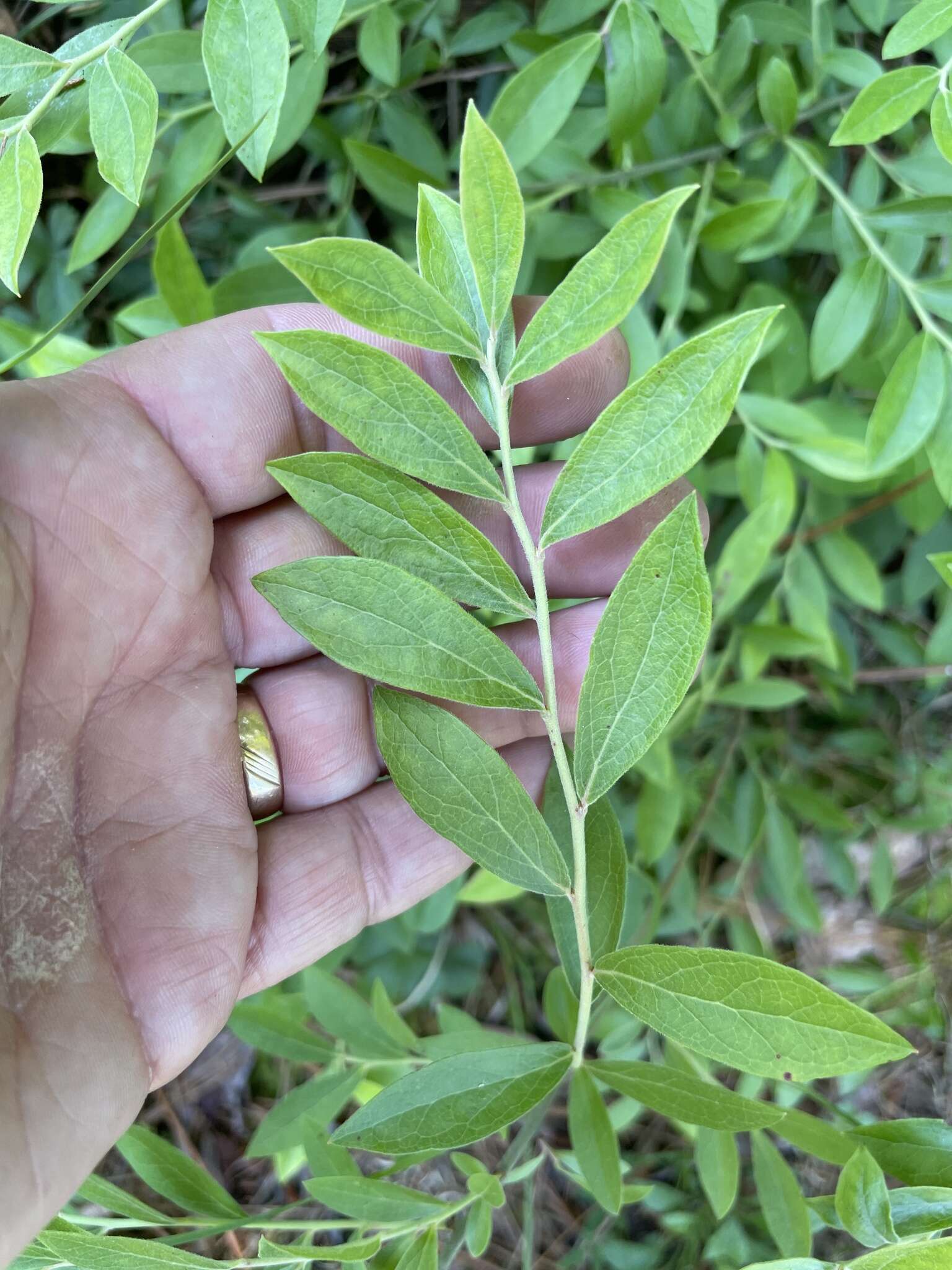 南方蓝莓的圖片