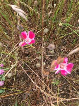 Image de Clarkia amoena (Lehm.) A. Nels. & J. F. Macbr.