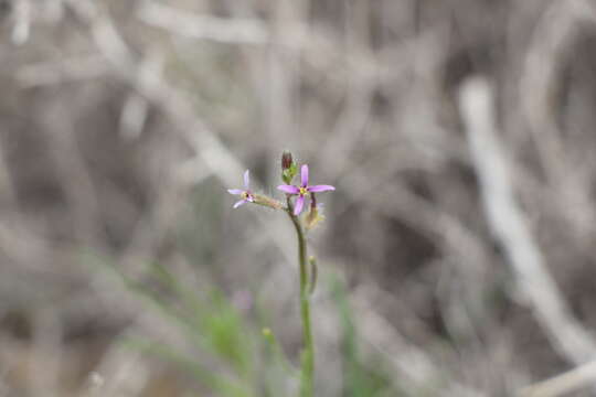 Image of Diptychocarpus