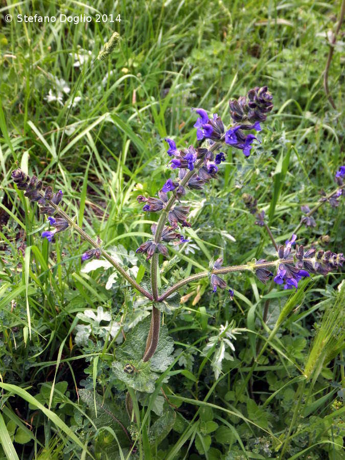 Image of verbena sage