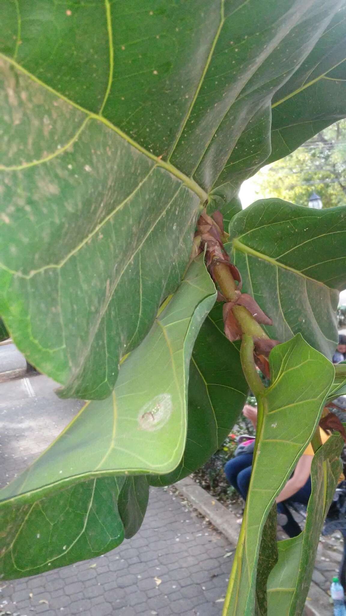 Image of fiddle-leaf fig