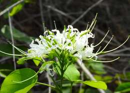 Sivun Bauhinia divaricata L. kuva