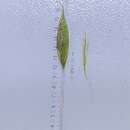 Image of white edge sedge