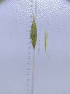 Image of white edge sedge