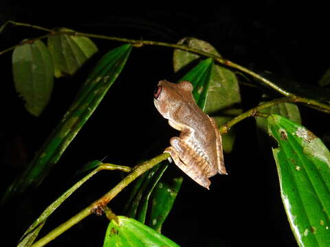 Image de Boana appendiculata