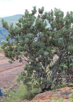 Image of Lip-flower protea