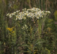 Imagem de Doellingeria umbellata (Mill.) Nees