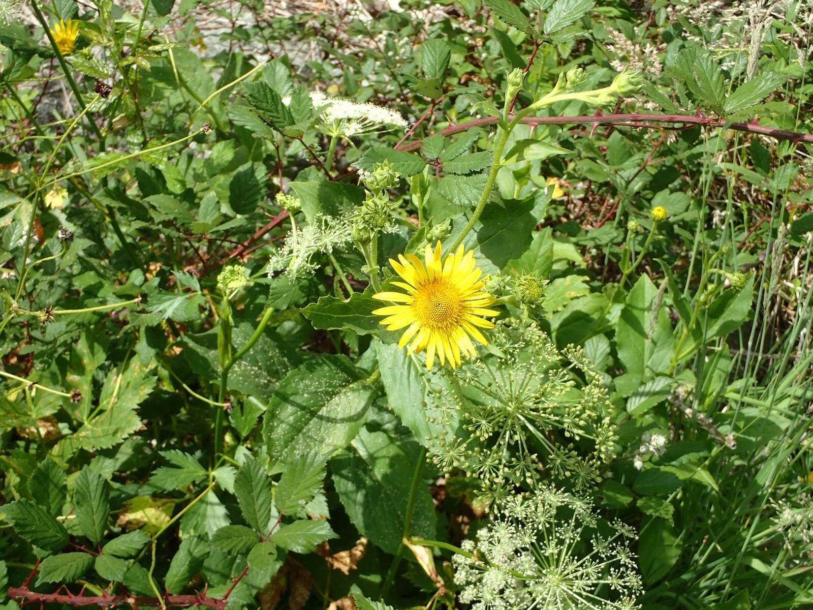 Image of Doronicum corsicum (Loisel.) Poir.