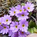 Primula walshii Craib resmi