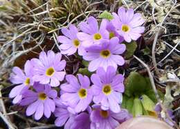 Image de Primula walshii Craib