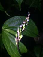 Image of Gastrodia flavilabella S. S. Ying