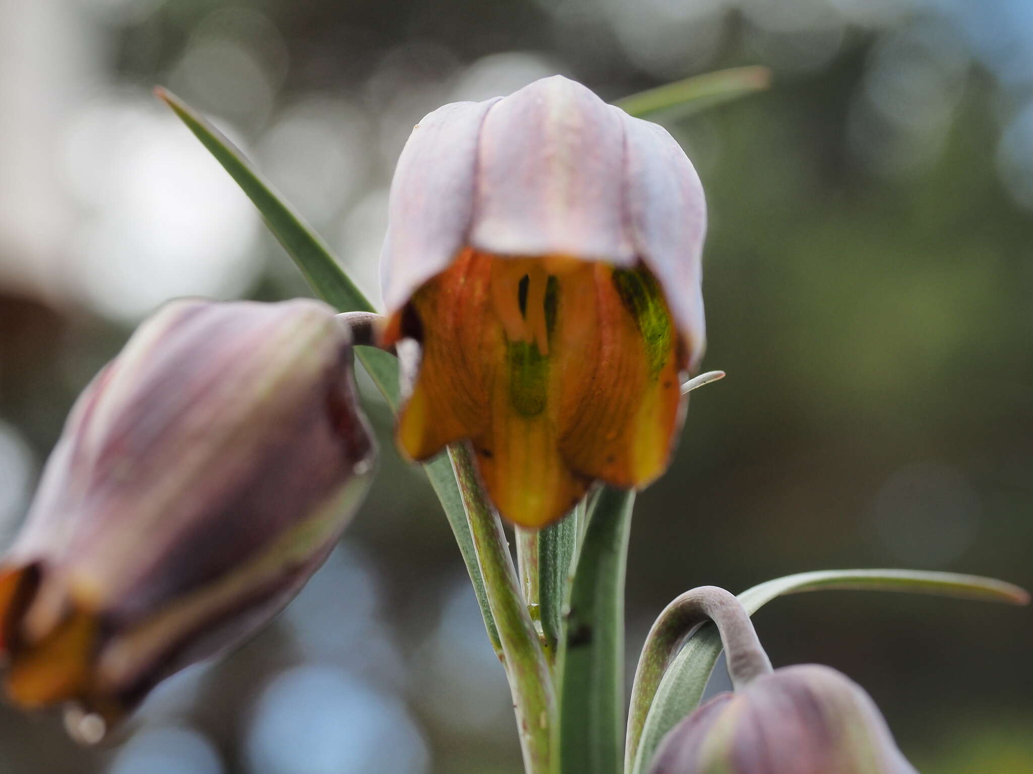 Image of Fritillaria lusitanica Wikstr.