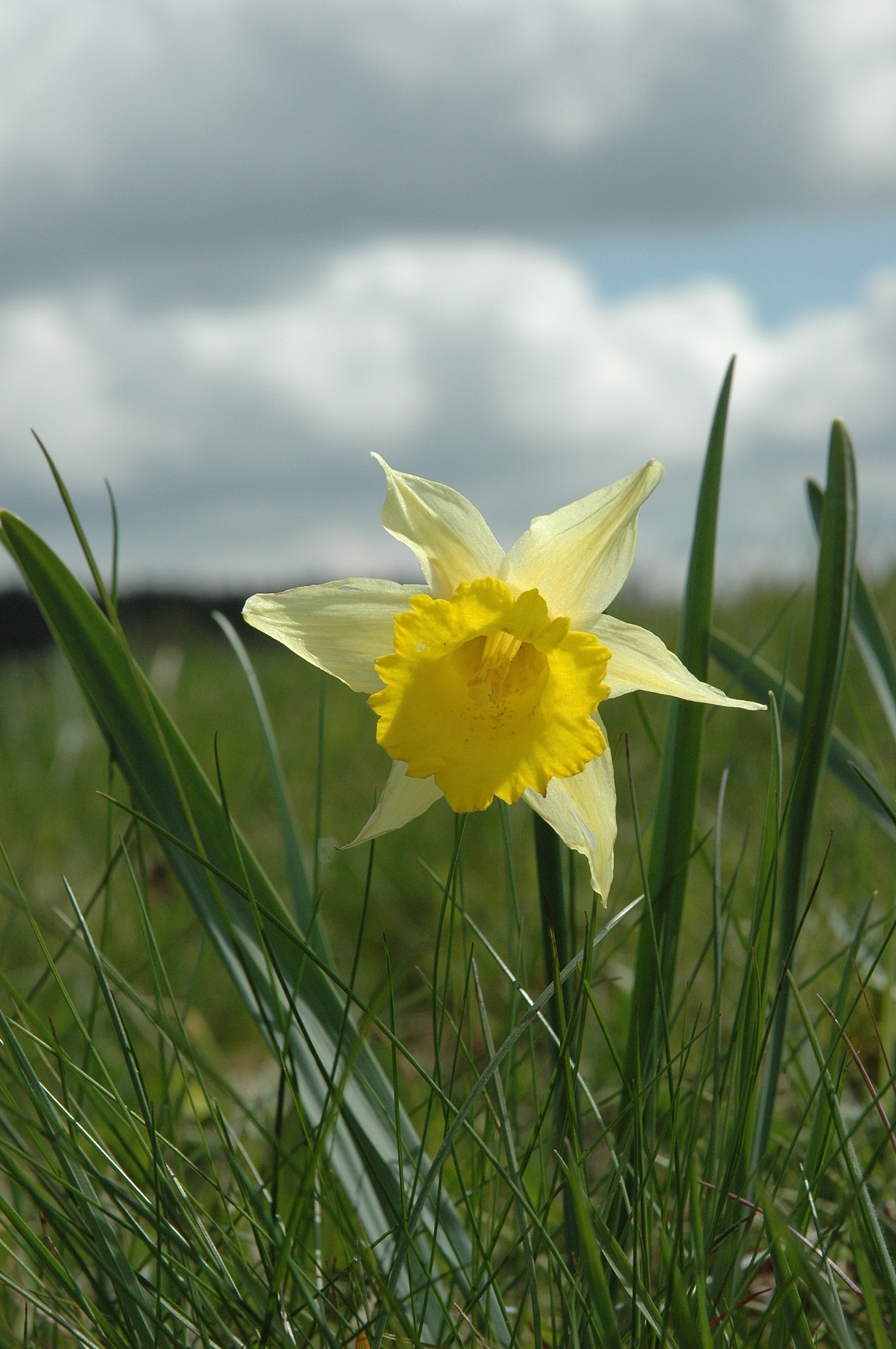 Narcissus pseudonarcissus (rights holder: Bas Kers (NL))