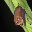 Image of Dark Sheath-tailed Bat