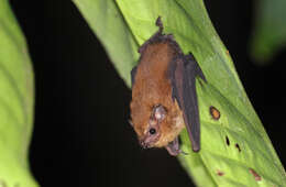 Image of Dark Sheath-tailed Bat