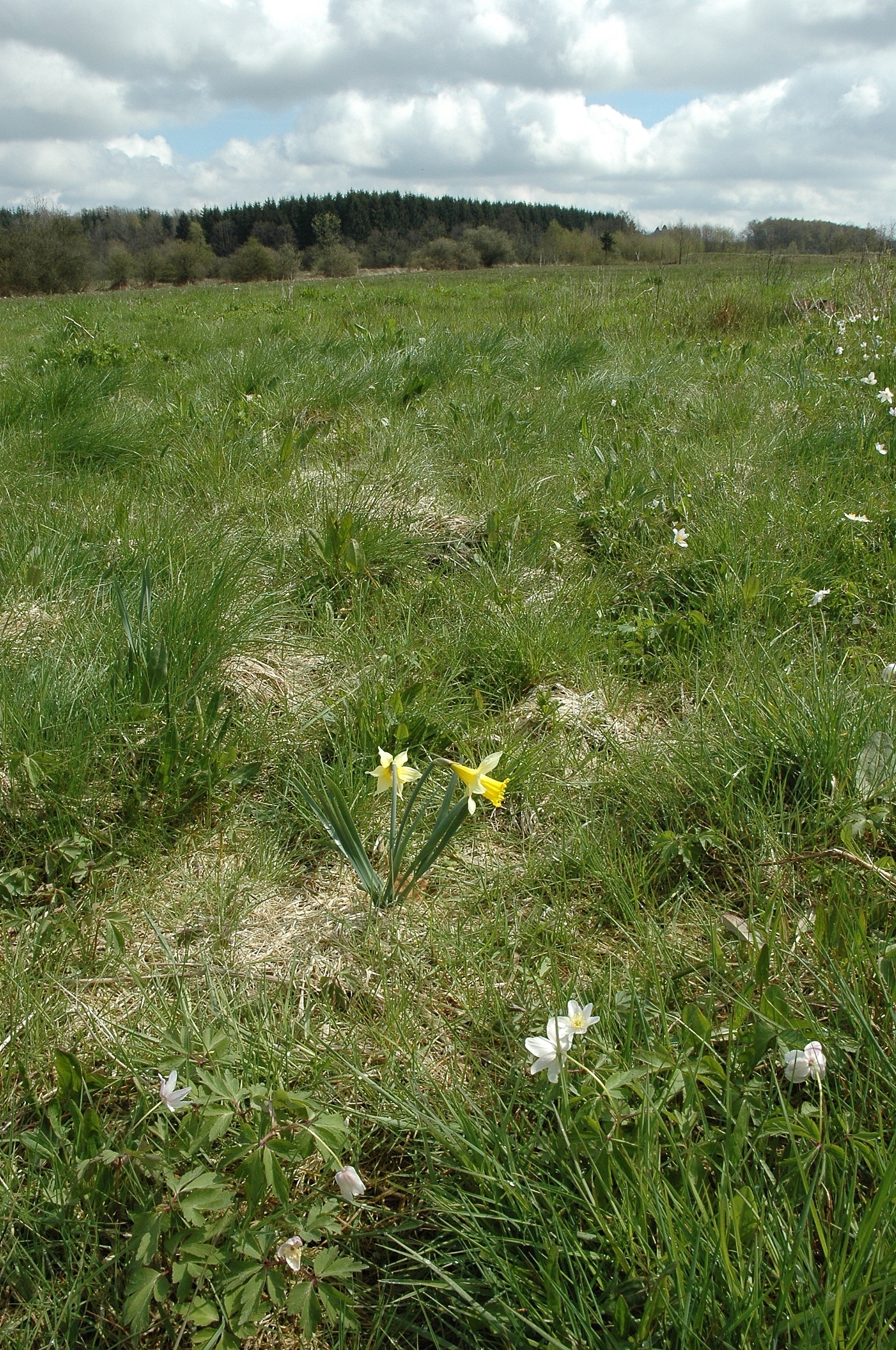 Image of Wild Daffodil