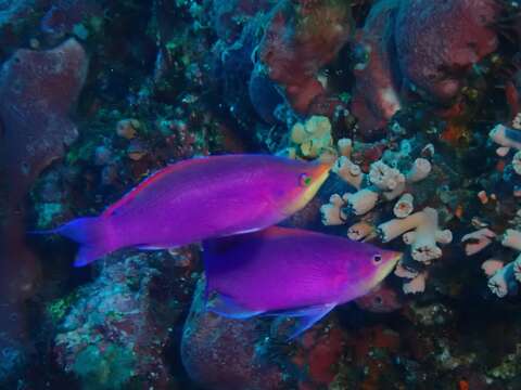 Image of Purple anthias