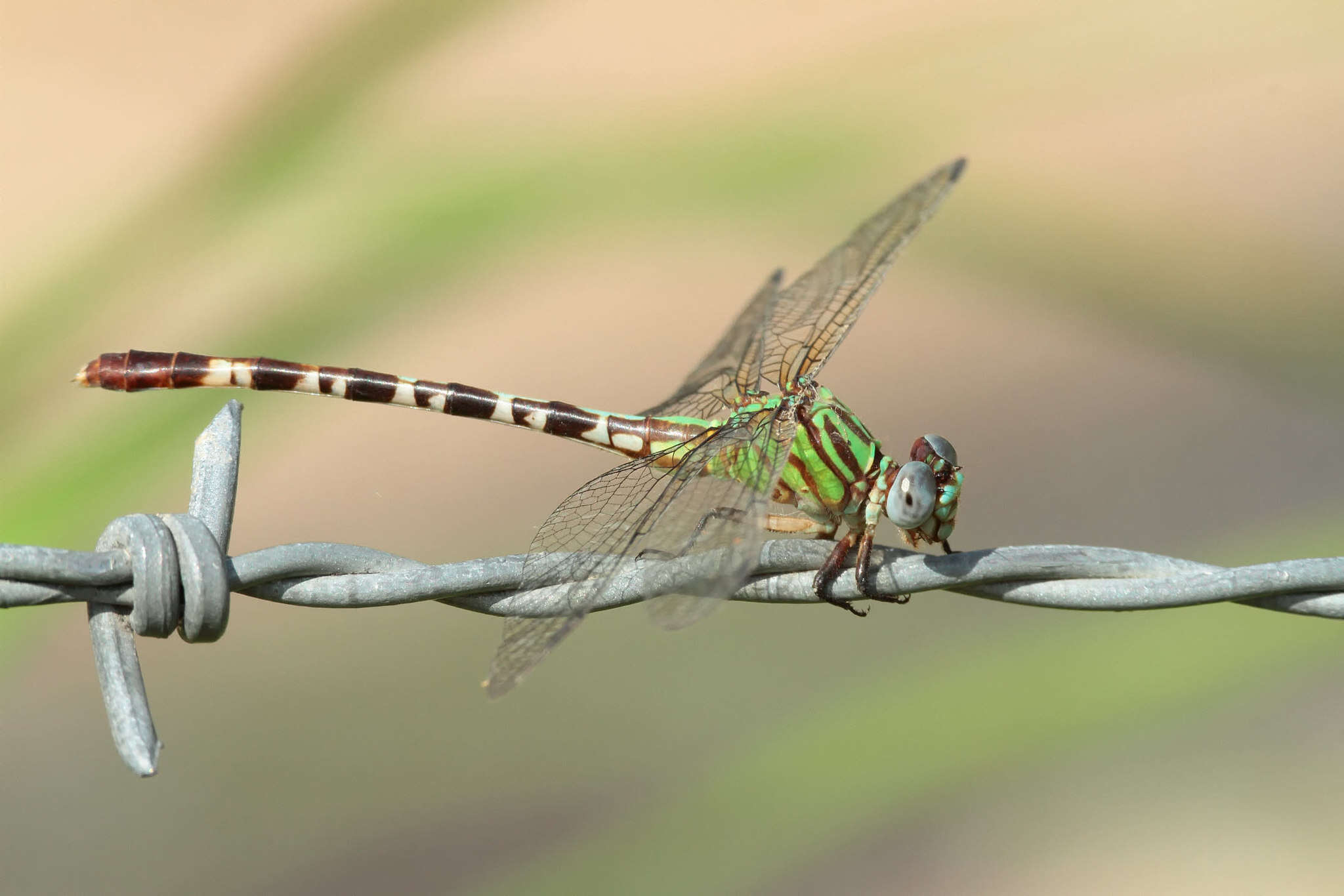 Image of Blue-faced Ringtail