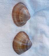 Image of rayed trough clam