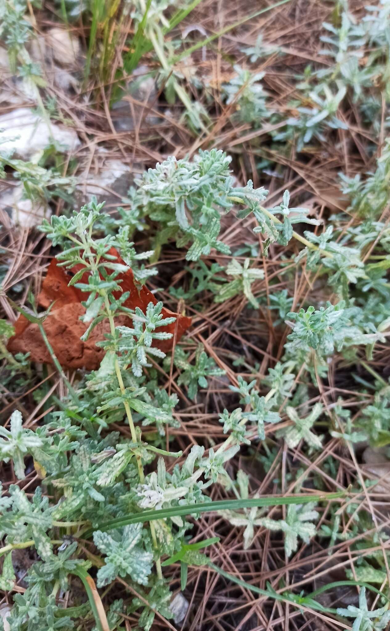 Sivun Teucrium capitatum subsp. capitatum kuva