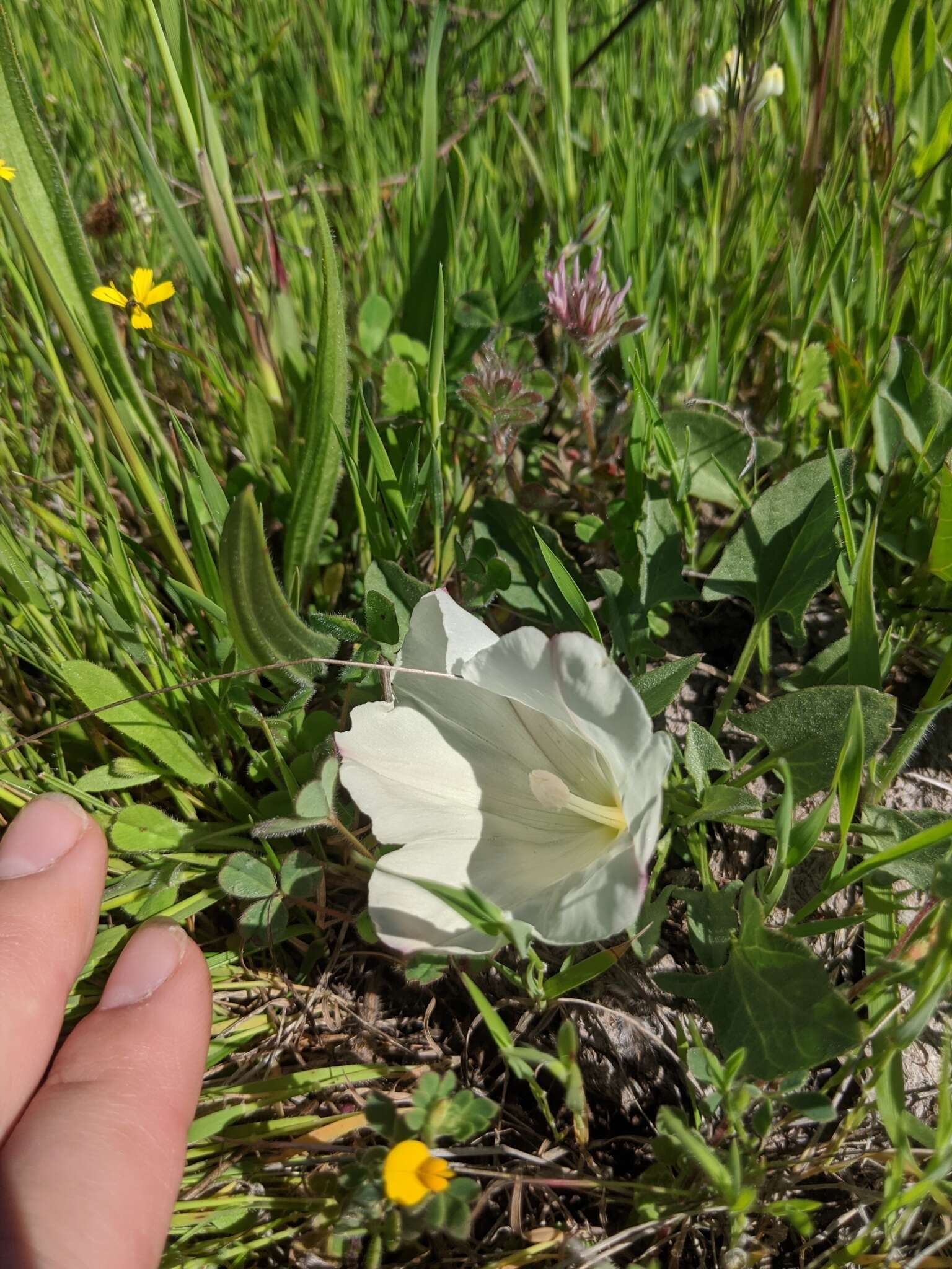 Image de Calystegia subacaulis subsp. episcopalis R. K. Brummitt