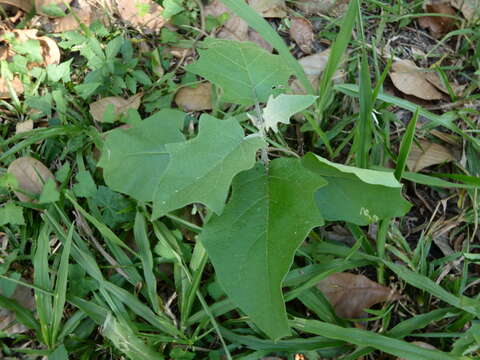 Image de Solanum paniculatum L.