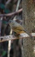 Image of Brown-cheeked Fulvetta