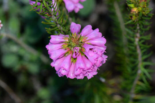 Erica abietina subsp. constantiana E. G. H. Oliv. & I. M. Oliv. resmi