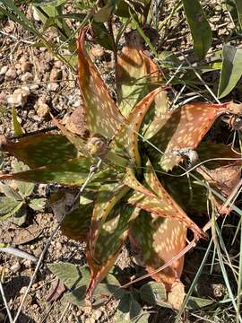 Image of Aloe greatheadii Schönland