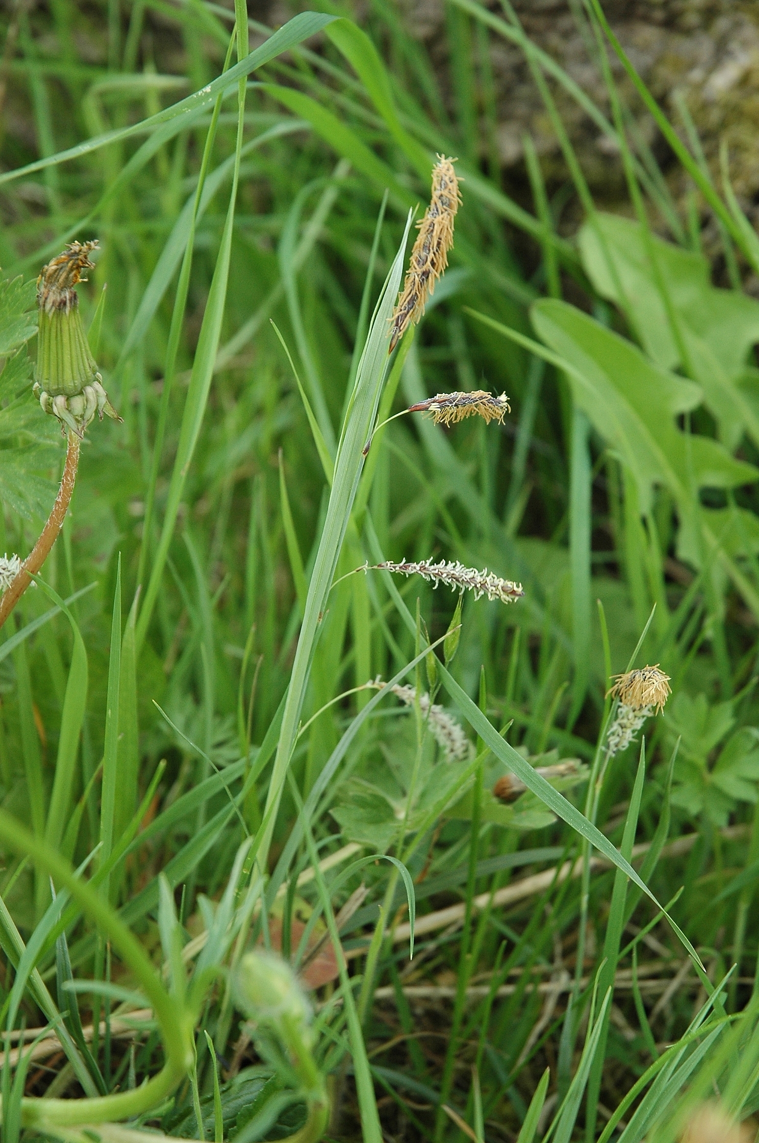 Carex flacca (rights holder: Bas Kers (NL))