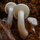 Image of Clitocybe truncicola (Peck) Sacc. 1887