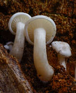 Clitocybe truncicola (Peck) Sacc. 1887 resmi